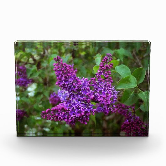 Lila Lilacs an einem Frühlingstag Fotoblock (Vorderseite)