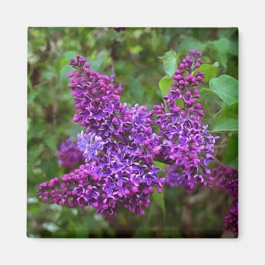Lila Lilacs an einem Frühlingstag Magnet (Vorne)