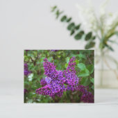 Lila Lilacs an einem Frühlingstag Postkarte (Stehend Vorderseite)