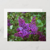 Lila Lilacs an einem Frühlingstag Postkarte (Vorne/Hinten)