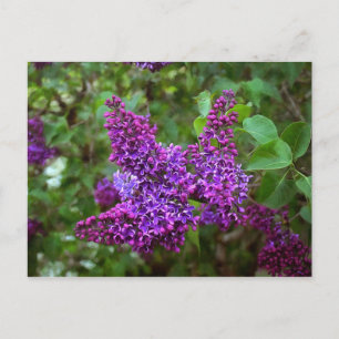 Lila Lilacs an einem Frühlingstag Postkarte