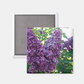 Lila Lilacs Magnet (Vorderseite/Rückseite)