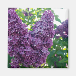 Lila Lilacs Magnet
