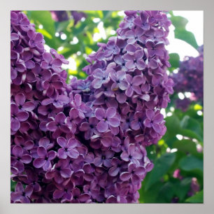 Lila Lilacs Poster Prints