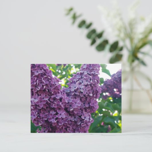 Lila Lilacs Postkarte (Stehend Vorderseite)
