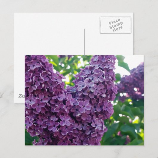 Lila Lilacs Postkarte (Vorne/Hinten)
