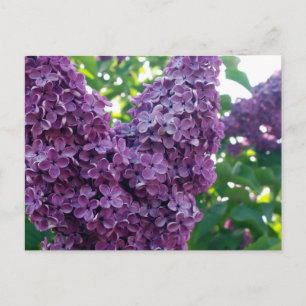 Lila Lilacs Postkarte