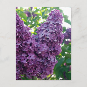 Lila Lilacs Postkarte