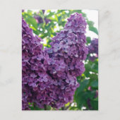 Lila Lilacs Postkarte (Vorderseite)