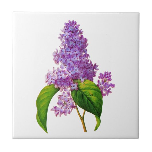 Lila Lilacs von Pierre-Joseph Redoute Fliese (Vorderseite)