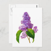 Lila Lilacs von Pierre-Joseph Redoute Postkarte (Vorne/Hinten)