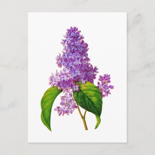 Lila Lilacs von Pierre-Joseph Redoute Postkarte (Vorderseite)