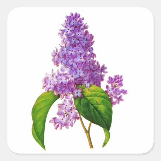 Lila Lilacs von Pierre-Joseph Redoute Quadratischer Aufkleber (Vorderseite)