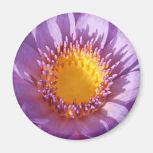 Lila Lilien-Magnet Magnet