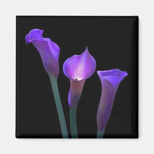 Lila Lilies Magnet (Vorne)
