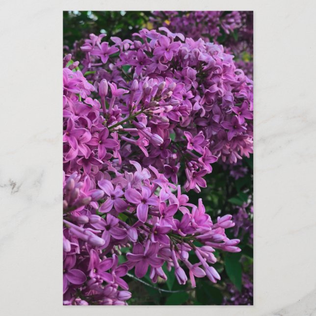 Lila Lillacke, rosa | romantisches rosa Foto (Vorderseite)