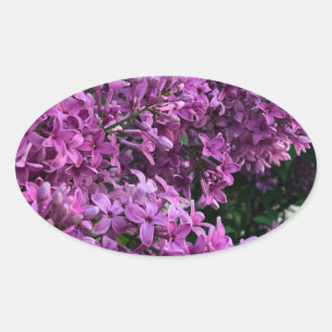 Lila Lillacke, rosa   romantisches rosa Foto Ovaler Aufkleber