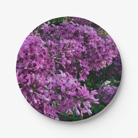 Lila Lillacke, rosa | romantisches rosa Foto Pappteller (Vorderseite)