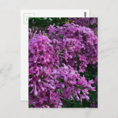 Lila Lillacke, rosa | romantisches rosa Foto Postkarte (Vorne/Hinten)