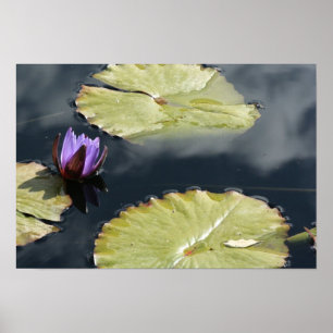 Lila Lily Poster
