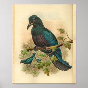 Lila Locken-Manucodi Vintage-Vogelprint Poster