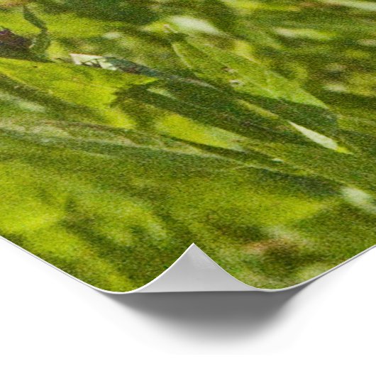 Lila Loosestrife Poster (Ecke)