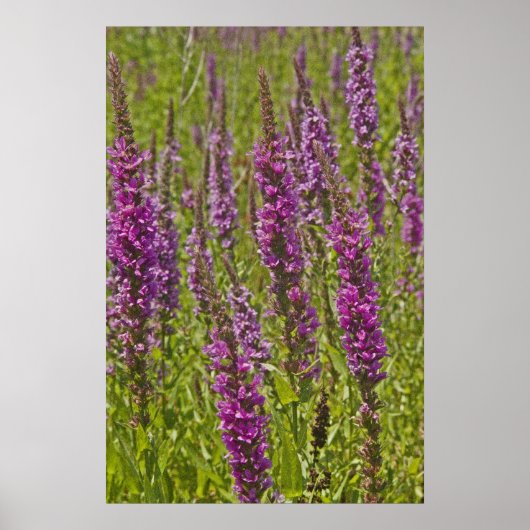 Lila Loosestrife Poster (Vorne)