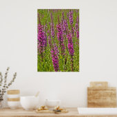 Lila Loosestrife Poster (Küche)