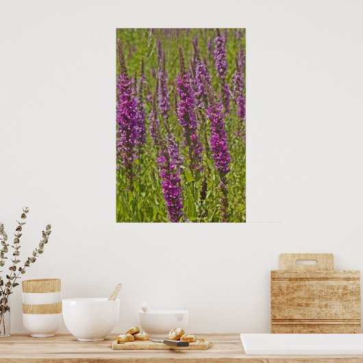 Lila Loosestrife Poster (Küche)