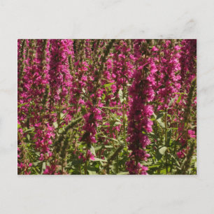 Lila Loosestrife Postkarte