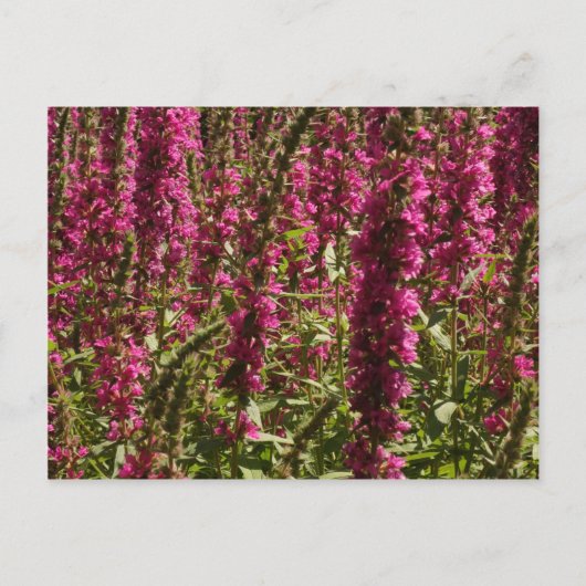 Lila Loosestrife Postkarte (Vorderseite)