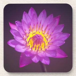 Lila Lotos-Blume Untersetzer
