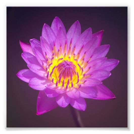 Lila Lotus-Blume Fotodruck (Vorne)