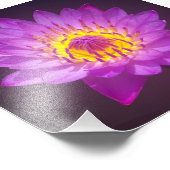 Lila Lotus-Blume Fotodruck (Ecke)