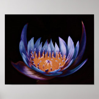 Lila-Lotus-Blume Poster