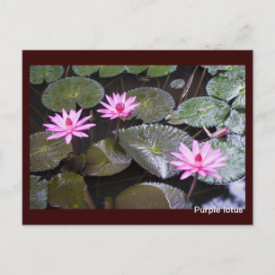 Lila Lotus Postkarte