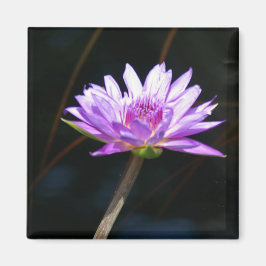 Lila Lotus-Wasserlilie-Magnet Magnet
