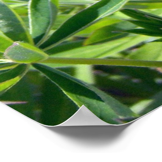 Lila Lupine 1 Poster (Ecke)