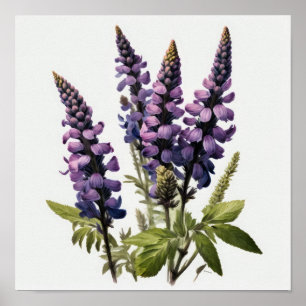 Lila Lupine Blume Art Print Poster