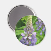 Lila Lupine Blume Magnet (Vorderseite/Rückseite)
