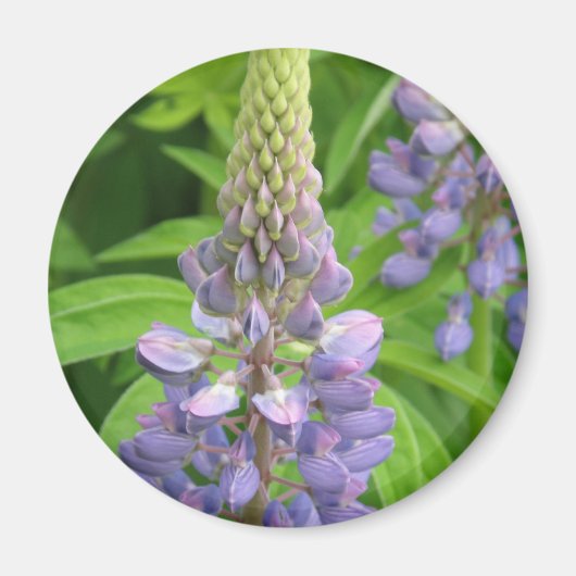 Lila Lupine Blume Magnet (Vorne)