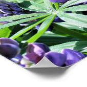 Lila Lupine-Blume Poster (Ecke)