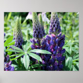 Lila Lupine-Blume Poster (Vorne)