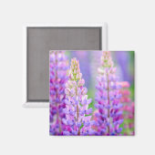 Lila Lupine-Blumen-Magnet Magnet (Vorderseite/Rückseite)