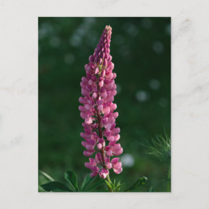 Lila Lupine chillin' Postkarte