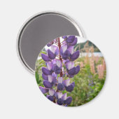 Lila Lupine Magnet (Vorderseite/Rückseite)