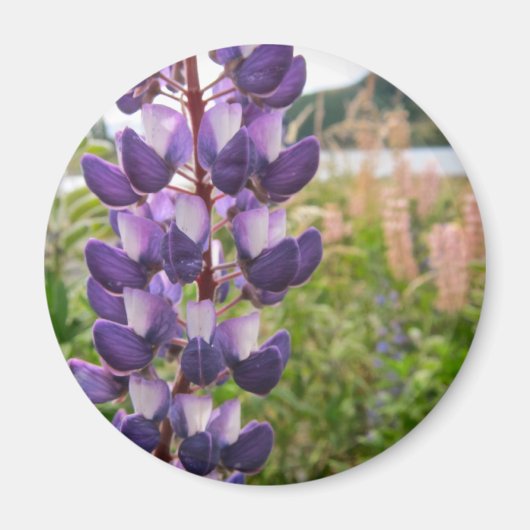 Lila Lupine Magnet (Vorne)