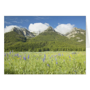 Lila Lupine und Berge