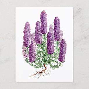 Lila Lupine Vintage-Botanik-Postkarte Postkarte