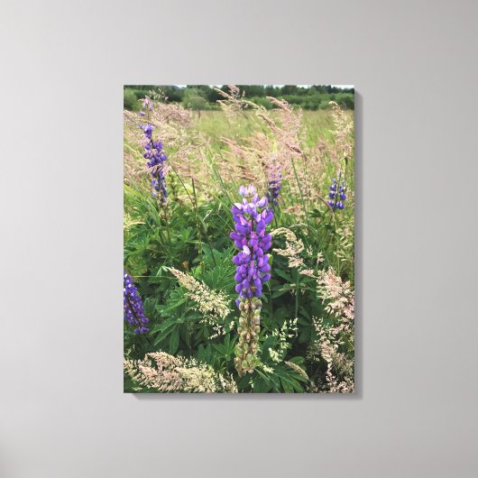 Lila Lupinen auf Grassy Field Leinwanddruck (Vorderseite)
